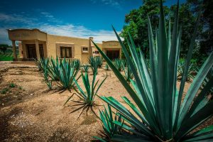 Casa Noble con plantación de agave azul el Tequila, Jalisco