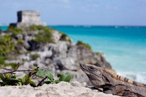 Iguana en ruinas Mayas de Tulum pueblo mágico de Quintana Roo