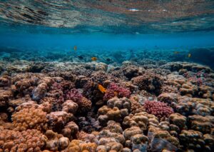Arrecife de Coral en Mahahual en Quintana Roo