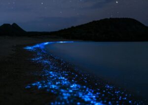 Bioluminiscencia en playas de Oaxaca