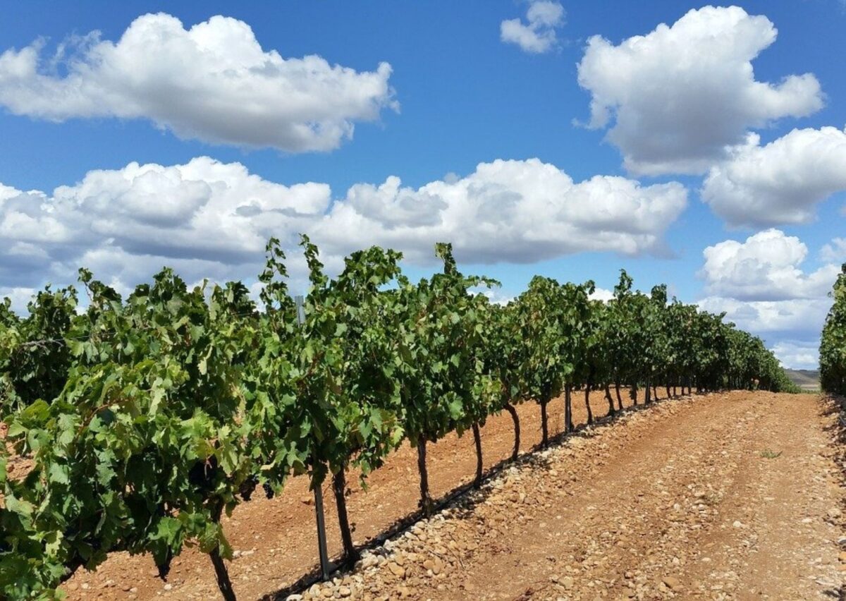 viñedo en Tequisquiapan en Queretaro