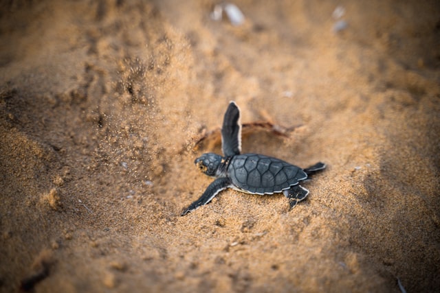 liberar tortugas en Mazunte Oaxaca