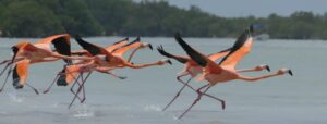 Flamingos en Rio Lagartos en Yucatán