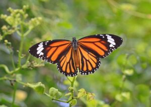 Mariposa Monarca en pueblo mágico Mineral de Angangueo en Michoacan