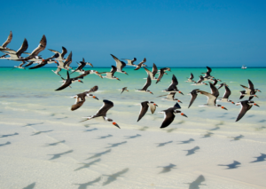aves en Holbox Quintana Roo