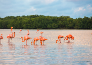 flamingos en rio lagartos yucatán