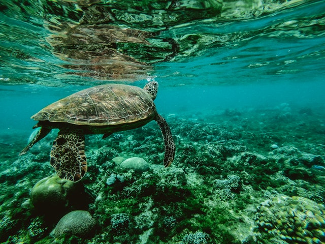 Tortuga en arrecife en Mahahual en el Caribe en México