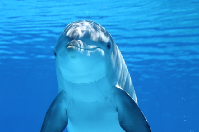 Delfin en Delfinarium Discovery en Mahahual