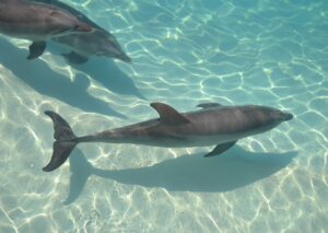 nadar con delfines en Cancún Quintana Roo