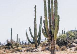 cactus en desierto de Baja California Sur