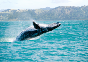 ballena jorobada en el mar de cortes en Baja California sur
