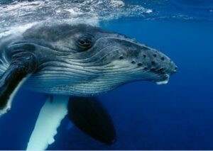 ballena jorobada bajo el agua en Nayarit 1