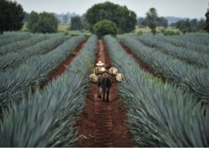Burro y campesino entre agave en Tequila Jaslico