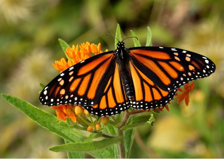 Mariposa Monarca sobre hoja en Michoacan